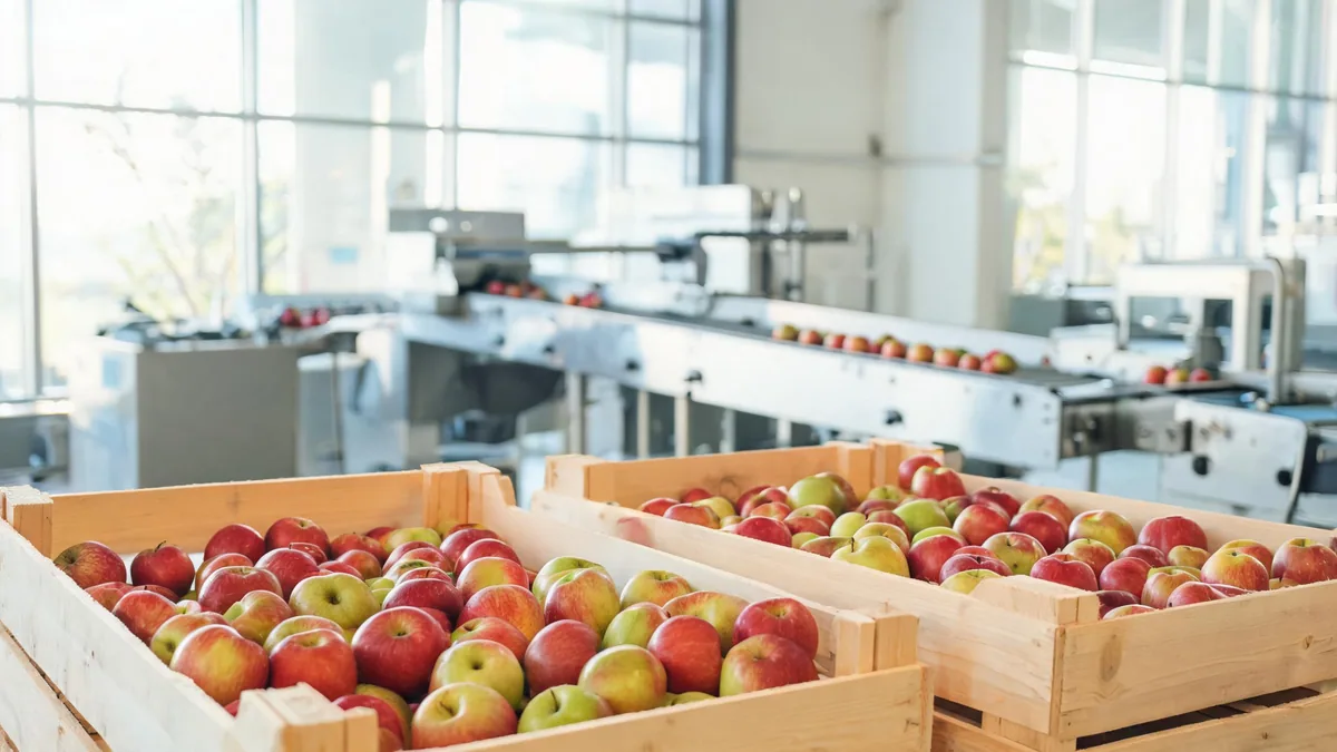 New Zealand apples on a packhouse grading line